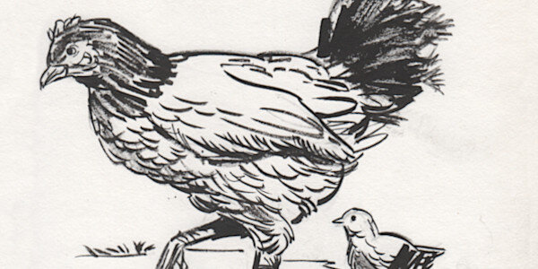 The cat, the hen and a boy - Sunday Sketch Trip-thumb