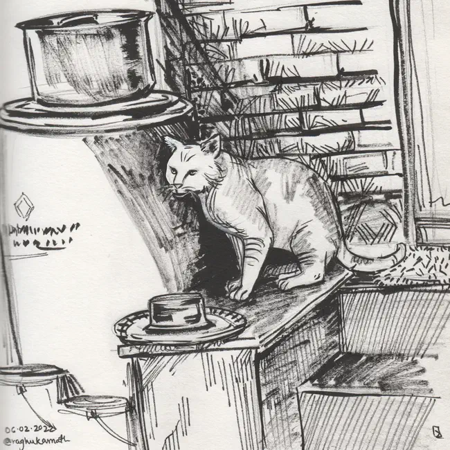 cat